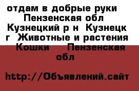 отдам в добрые руки  - Пензенская обл., Кузнецкий р-н, Кузнецк г. Животные и растения » Кошки   . Пензенская обл.